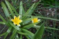 Flowers of Tulipa tarda in April in the garden. Berlin, Germany Royalty Free Stock Photo