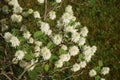 Fothergilla gardenii blooms with white flowers in May. Berlin, Germany