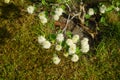 Fothergilla gardenii blooms with white flowers in May. Berlin, Germany