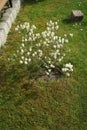 Fothergilla gardenii blooms with white flowers in May. Berlin, Germany