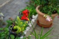 Freesia Einfach Rot, Simply Red, blooms in a flower pot in September. Berlin, Germany Royalty Free Stock Photo