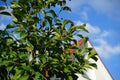 The fruits of the columnar cherry Prunus cerasus \'Morellenfeuer\' ripen in July. Berlin, Germany