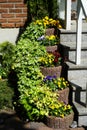 Garden pansies in plant rings at the porch of the house. Berlin, Germany Royalty Free Stock Photo