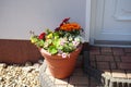 Gazania, Verbena, Calibrachoa, Tropaeolum, Brachyscome and Petunia are blooming in a flower pot on the doorstep. Royalty Free Stock Photo