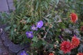 Geranium wallichianum \'Rozanne\' blue-white and Chrysanthemum koreanum red-orange bloom in October. Berlin, Germany Royalty Free Stock Photo