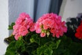 Geraniums bloom in June in a flowerpot on a windowsill. Berlin, Germany Royalty Free Stock Photo