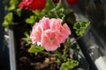 Geraniums bloom in June in a flowerpot on a windowsill. Berlin, Germany Royalty Free Stock Photo