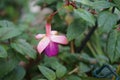 Giant fuchsia \'Deep Purple\' blooms with white-purple flowers in a flower pot in autumn.