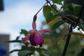 Giant fuchsia \'Deep Purple\' blooms with white-purple flowers in a flower pot in autumn.