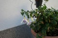 Giant fuchsia 'Holly Beauty' blooms with light pink-purple flowers in a flower pot in August. Berlin, Germany.