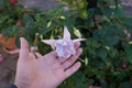 Giant fuchsia 'Holly's Beauty' blooms with light pink-purple flowers in a flower pot in October.