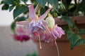 Giant fuchsia \'Holly\'s Beauty\' blooms with light pink-purple flowers in a flower pot in October.