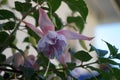 Giant fuchsia \'Holly\'s Beauty\' blooms with light pink-purple flowers in a flower pot in October.