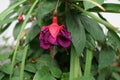 Giant fuchsia \'Voodoo\' blooms with red-violet flowers in a flower pot in July. Berlin, Germany
