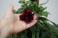 Giant fuchsia 'Voodoo' blooms with red-violet flowers in a flower pot in July. Berlin, Germany