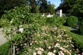 Ground cover rose, Rosa \'Jazz\', and tree rose, Rosa \'Myriam\', bloom in July in the park. Berlin, Germany Royalty Free Stock Photo