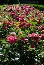 Ground cover rose, Rosa \'Palmengarten Frankfurt\', blooms with dark pink flowers in July in the park. Berlin, Germany Royalty Free Stock Photo