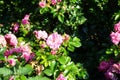 Ground cover rose, Rosa \'Palmengarten Frankfurt\', blooms with dark pink flowers in July in the park. Berlin, Germany Royalty Free Stock Photo