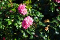 Ground cover rose, Rosa \'Palmengarten Frankfurt\', blooms with dark pink flowers in July in the park. Berlin, Germany Royalty Free Stock Photo