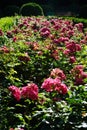 Ground cover rose, Rosa \'Palmengarten Frankfurt\', blooms with dark pink flowers in July in the park. Berlin, Germany Royalty Free Stock Photo