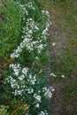 Gypsophila repens blooms with white flowers in the garden. Berlin, Germany Royalty Free Stock Photo