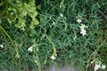 Gypsophila repens blooms with white flowers in the garden. Berlin, Germany Royalty Free Stock Photo