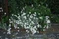 Gypsophila repens blooms with white flowers in the garden. Berlin, Germany Royalty Free Stock Photo