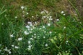 Gypsophila repens blooms with white flowers in the garden. Berlin, Germany Royalty Free Stock Photo