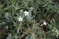 Gypsophila repens blooms with white flowers in the garden. Berlin, Germany Royalty Free Stock Photo