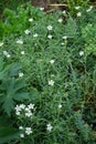 Gypsophila repens blooms with white flowers in the garden. Berlin, Germany Royalty Free Stock Photo