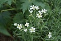 Gypsophila repens blooms with white flowers in the garden. Berlin, Germany Royalty Free Stock Photo