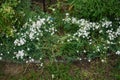 Gypsophila repens blooms with white flowers in the garden. Berlin, Germany Royalty Free Stock Photo