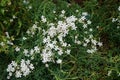 Gypsophila repens blooms with white flowers in the garden. Berlin, Germany Royalty Free Stock Photo