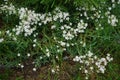 Gypsophila repens blooms with white flowers in the garden. Berlin, Germany Royalty Free Stock Photo