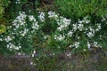 Gypsophila repens blooms with white flowers in the garden. Berlin, Germany Royalty Free Stock Photo