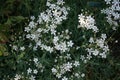 Gypsophila repens blooms with white flowers in the garden. Berlin, Germany Royalty Free Stock Photo