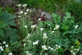 Gypsophila repens blooms with white flowers in the garden. Berlin, Germany Royalty Free Stock Photo