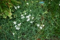 Gypsophila repens blooms with white flowers in May. Berlin, Germany