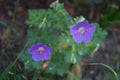 Hardy purple-blue Geranium himalayense in May. Berlin, Germany