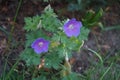 Hardy purple-blue Geranium himalayense in May. Berlin, Germany