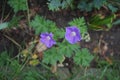 Hardy purple-blue Geranium himalayense in May. Berlin, Germany