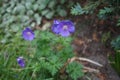 Hardy purple-blue Geranium himalayense in May. Berlin, Germany Royalty Free Stock Photo