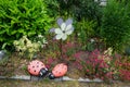 Hardy red flowers of Dianthus deltoides bloom in the garden in June. Berlin, Germany Royalty Free Stock Photo