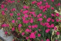 Hardy red flowers of Dianthus deltoides bloom in the garden in June. Berlin, Germany Royalty Free Stock Photo