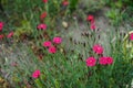 Hardy red flowers of Dianthus deltoides in the garden. Berlin, Germany Royalty Free Stock Photo