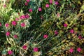 Hardy red flowers of Dianthus deltoides in the garden. Berlin, Germany Royalty Free Stock Photo