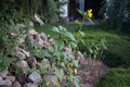 Helianthus annuus, sunflower, blooms in autumn. Berlin, Germany Royalty Free Stock Photo