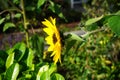 Helianthus annuus, sunflower, blooms in autumn. Berlin, Germany Royalty Free Stock Photo