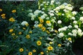 Heliopsis helianthoides blooms with yellow flowers against the white flowers of Hydrangea arborescens in July.