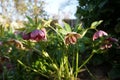 Helleborus hybrid \